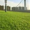 Artificial Grass (Grass Carpet) [Soft 2cm]